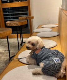 チャコはヒッコリーのツナギだよ🩵 | ペットウェア