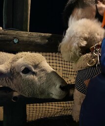 チャコとひつじさん🐑 | 優しいお顔のひつじさん🐑💕(その他)