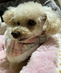 実家でのチャコ💗サロペットの上にポンチョ | ペットウェア