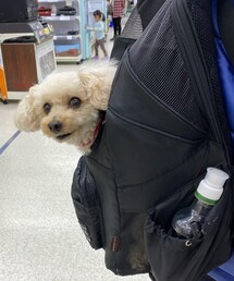 家電量販店ではチャコはリュックにいるよ💗 | ペットウェア