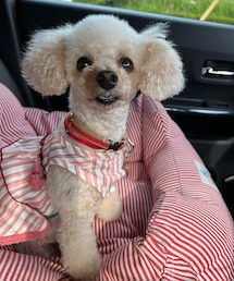 チャコもピンクだよ💗 | ペットウェア