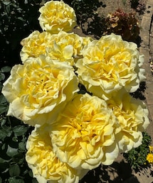 ゴールデンメダリオン🌹✨ | ビューティーグッズ