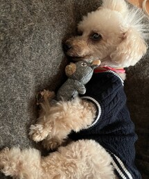 寝起きのチャコちゃん🧸 | チャコはくまたん抱っこして寝るのだぁ💗(ペットウェア)