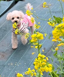 チャコと菜の花🌼 | チャッコランのチャコ🌼お庭は自由に走れるよ(ペットウェア)