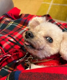 チャコの👅 | やっぱり暖かいお家が最高だよね💗(ペットウェア)