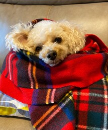 チャコもぐるぐる巻きにしてもらうの好きだよ💗 | ペットウェア