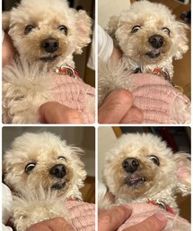 旦那に抱っこされ怯えるチャコ🌸 | なんかされる、、と思って旦那をガン見‼️(ペットウェア)