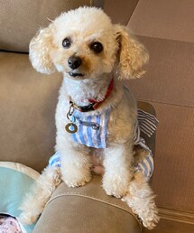 ぽけーっとしてるチャコ🌸 | またハッピーちゃんにしてやられた、、(ペットウェア)