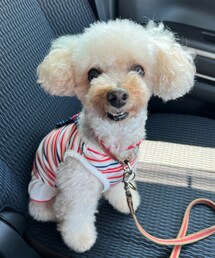 チャコもだるちゃんとデートしたよ💗 | ペットウェア