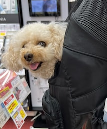 チャコはリュックの中だよ🌸 | ペット用キャリーケース