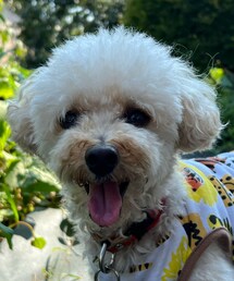 チャッコランで笑顔のチャコ🌸 | 父の手作りドッグランで探検中(ペットウェア)