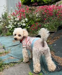 チャコっこランも楽しい💗 | 赤いお花がパイナップルセイジ、白いお花がわからんかった〜💦(その他)