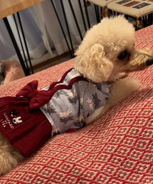 コーデュロイスカートよ❤️ | ペットウェア