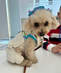 チャコはサリーのお帽子にオバオルだよ💙🤍 | ペットウェア