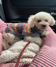 チャコも虹色ニット🌈 | ペットウェア