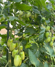 アイコ実る🍅 | アウトドア/スポーツ