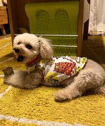 チャコはちゅるっとに夢中なの💗 | ちゃんと両手で掴んでチュルチュル食べてる‼️(ペットウェア)