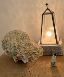 お弟子くんからもらった巨大な貝殻🐚 | トラベルグッズ