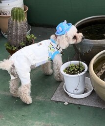 メダカを見るチャコ💙 | ペットウェア