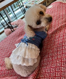 チャコも青いワンピースだよ💙 | ペットウェア