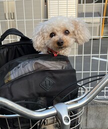 チャコも自転車に乗ったよ🚲 | ペットウェア