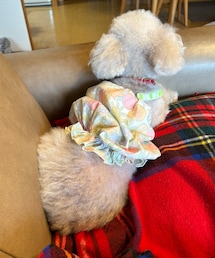 お尻が黒いのわかるかしら。。 | 背中の白さとお尻と首筋の黒さ😭汚れではありません😅(ペットウェア)