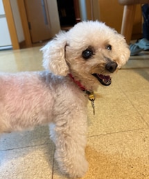 おかえりー💗 | 1人を満喫したかのような笑顔🤣(ペットウェア)