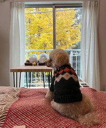 窓の外はイチョウが紅葉✨それを眺めるチャコ | ペットウェア