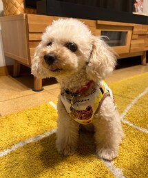 チャコはお留守番頑張ったよ💗 | ペットウェア