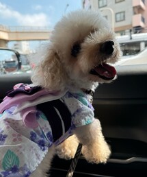 チャコは浴衣だよ💜 | めちゃくちゃ毛が伸びててワイルドな浴衣姿🤣(ペットウェア)