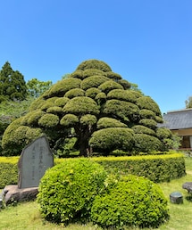 天然記念物の樹木🌳 | レストランの庭園にある樹齢80年のまきの木(アウトドア/スポーツ)