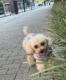 やっと日影に出られたチャコ💜 | 水分補給しながらお散歩(ペットウェア)