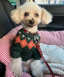 チャコはお気に入りのニットだよ💗 | ペットウェア