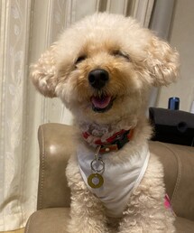 チャウチャウ犬のよう | ペットウェア