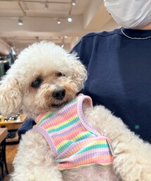 雑貨屋の店長さんに抱っこされるチャコ🌸 | 身を委ねすぎ🤣(ペットウェア)