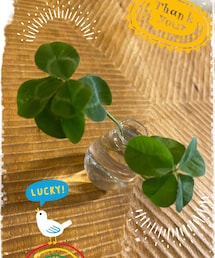 5つ葉のクローバー🍀頂きました✨ | 財運に恵まれるそうです🍀(その他)