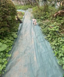 おーい！どこまでいくのー？ | その他