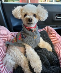 チャコは虹色🌈セーターだよ💗 | ペットウェア