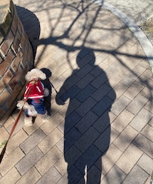 チャコ、影とお散歩🌸 | ペットウェア