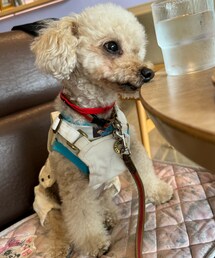 チャコもお水を飲む🩵 | ペットウェア