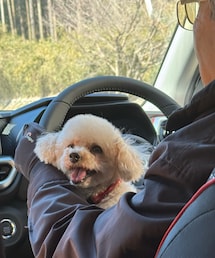 パパとドライブだーい💗 | チャコはお膝が大好き💗(その他)