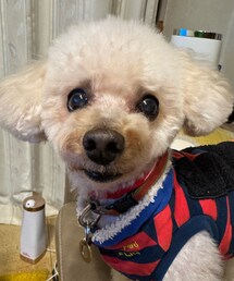 加湿器に囲まれてるチャコ🤣 | トリミングしたてのチャコ💗(ペットウェア)