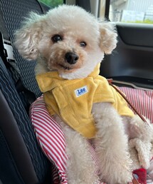 チャコはイエローのダッフルコートだよ💛 | ペットウェア