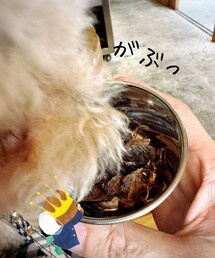 鹿肉ジャーキーを食らう。 | 待て🫷と言っても匂いに負けるチャコ🤣(その他)