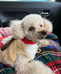 ぬくぬくチャコちゃん🌸 | ペットウェア