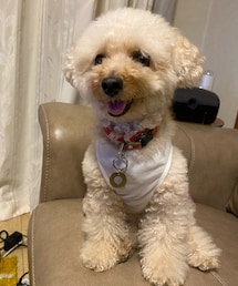 モッフモフのチャコ💗 | ペットウェア