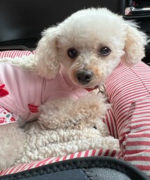 チャコは桜色のお洋服だよ🌸 | ペットウェア