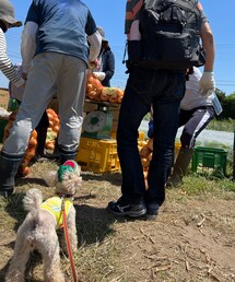 どれどれ何キロくらい採れたかな? | オシリを見守るチャコのオシリを撮る私。(アウトドア/スポーツ)