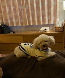 チャコの得意気な表情👅 | ペットウェア