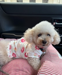 わかりにくいかもしれないけど、甚平🌸 | ペットウェア